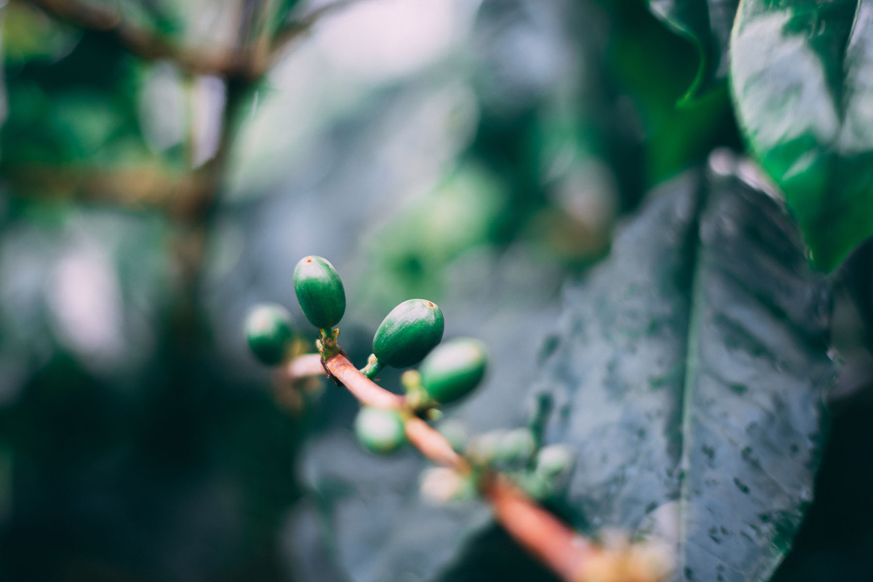 Coffee Farmers